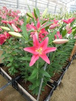 [5392 Viviana TL VZ No01.JPG]